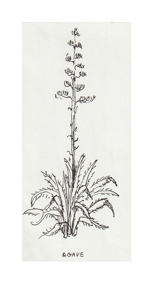 Agave